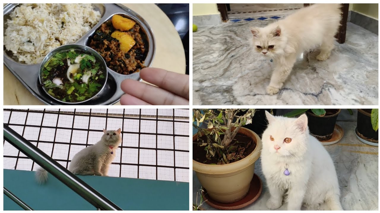 Our new family member Billu🥰Khichdi aur aloo mattar Kheema ki recipe