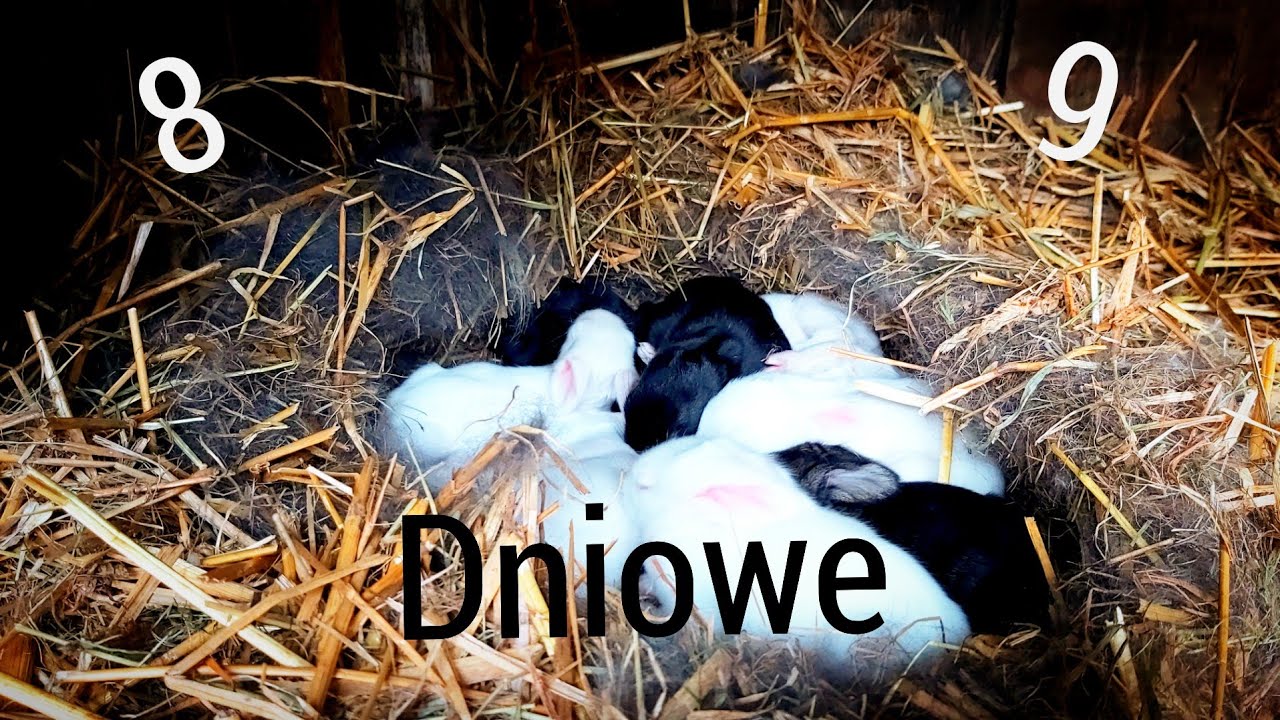 SPRAWDZANIE GNIAZDA KRÓLIKÓW *młode króliczki otwierają oczy*