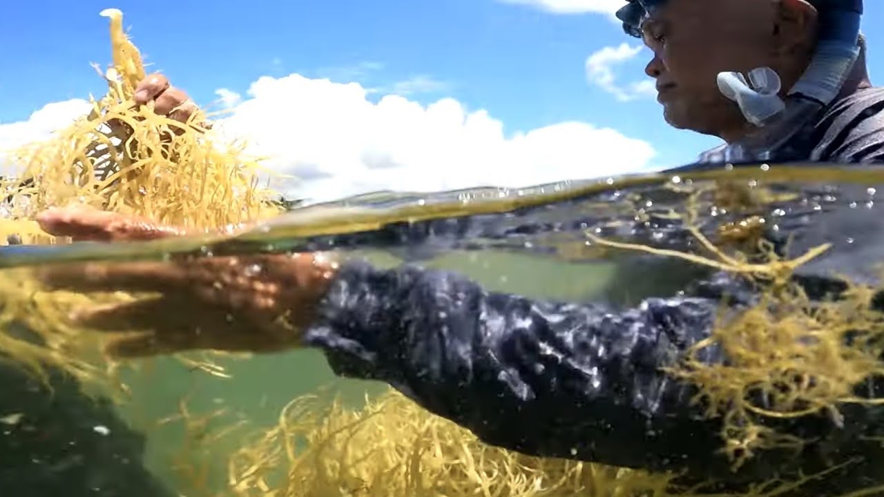 DA-BFAR’s National Seaweed Technology Development Center