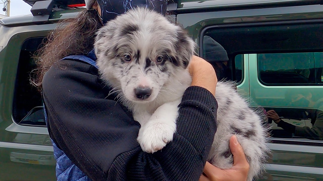 ボーダーコリーの子犬がやって来た！/ 子犬お迎え準備から初日まで　〜Bordercollieとぺぇーさん家〜