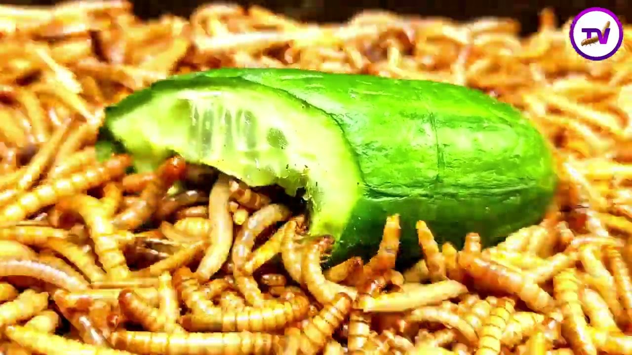 Cucumber Vs Mealworms/10000 superworms are eating poisonous cucumbers/time laspe video