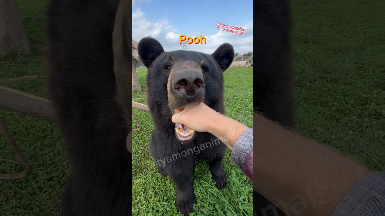 Какие животные кусаются!?!? Часть 2 #удивительныеживотные #животные #опасныеживотные #животныеyou...