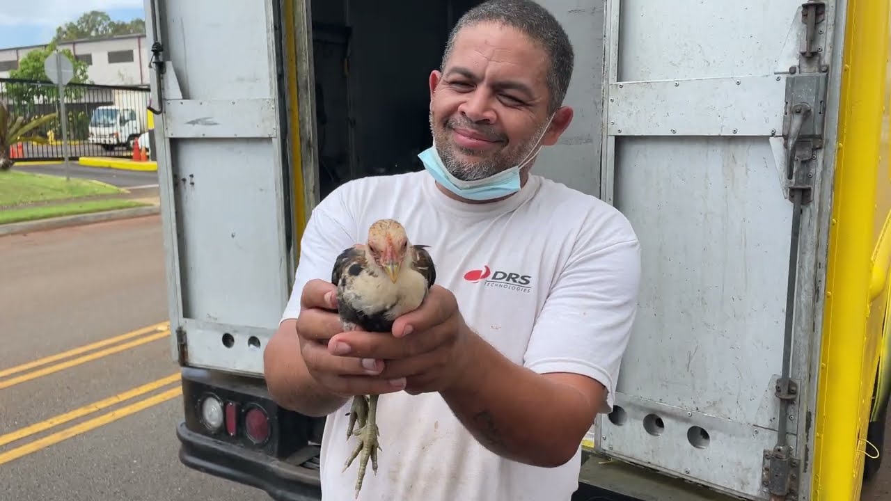 The Chickens of Mililani Tech Park