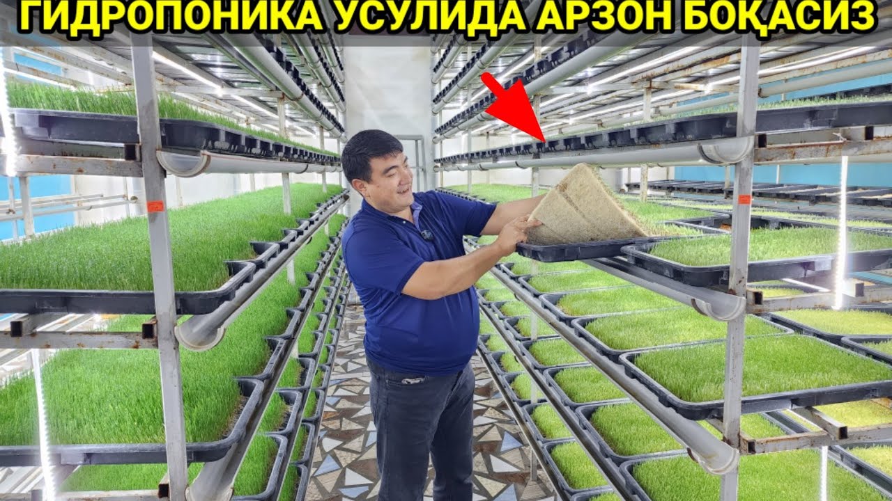 Гидропоника усулида хайвонларни боқиш  Анча АРЗОН тушади