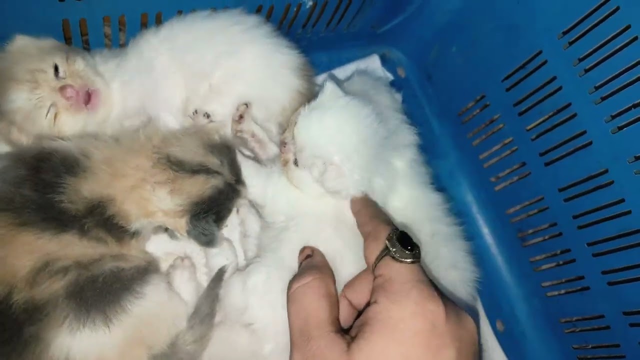 💫❤️#foryou #cat #kitten #love #viralvideo 