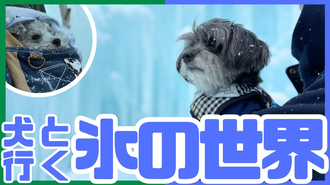 【犬と冬祭り】氷の世界が凄すぎた…青く輝く絶景に2匹も大興奮❄️🐶!?｜支笏湖氷濤まつり