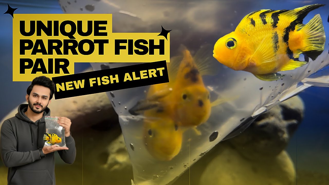 I Just Bought a STUNNING Yellow Tiger Parrot Fish Pair from Fish Point - Imran’s World