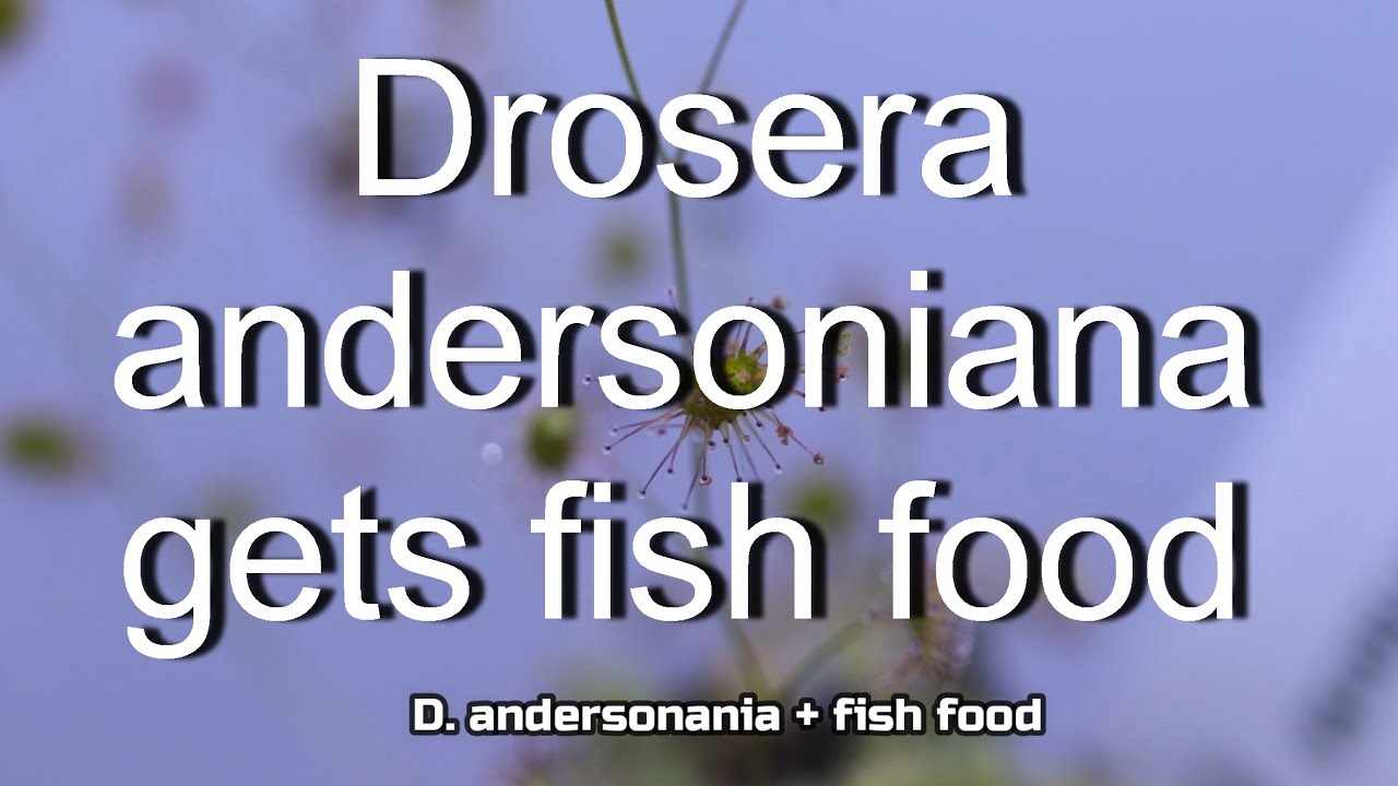 Tuberous sundew D.andersoniana gets fish food timelapse/Knollendrosera Zeitraffer