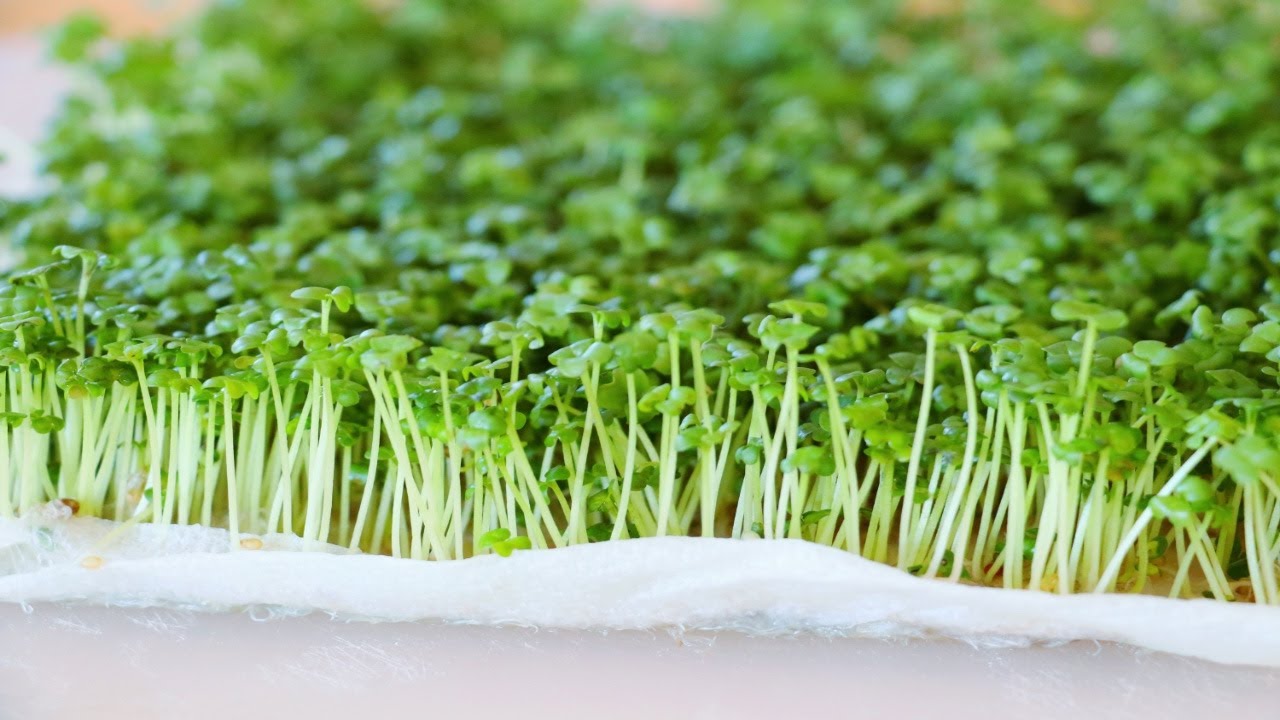 How to Grow Microgreens Without Soil? Mustard Microgreens! CiCi Li - Asian Home Cooking