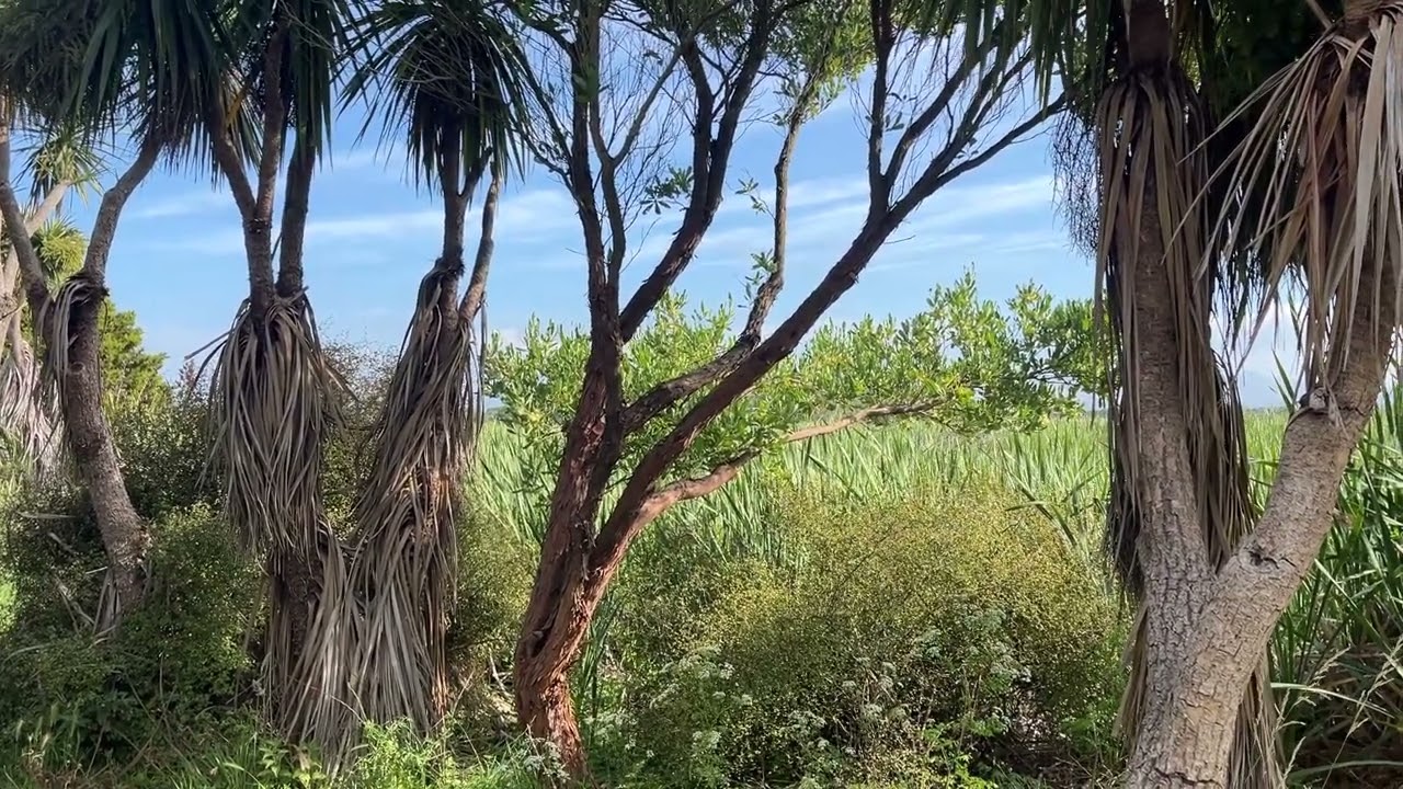 One Minute at a Time | #wabisabi #oneminuteatatime #nature #slowcontent  #slowliving #newzealand