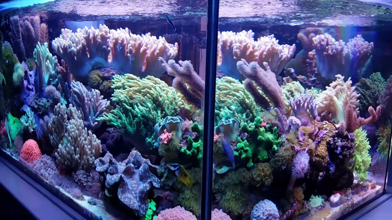 MikeC Soft Coral Reef Tank