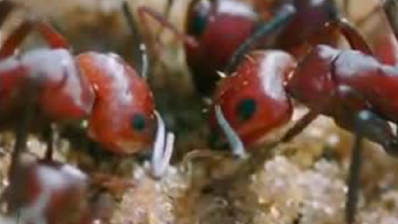 African Beetles Beat the Heat in the Sahara desert | BBC Studios
