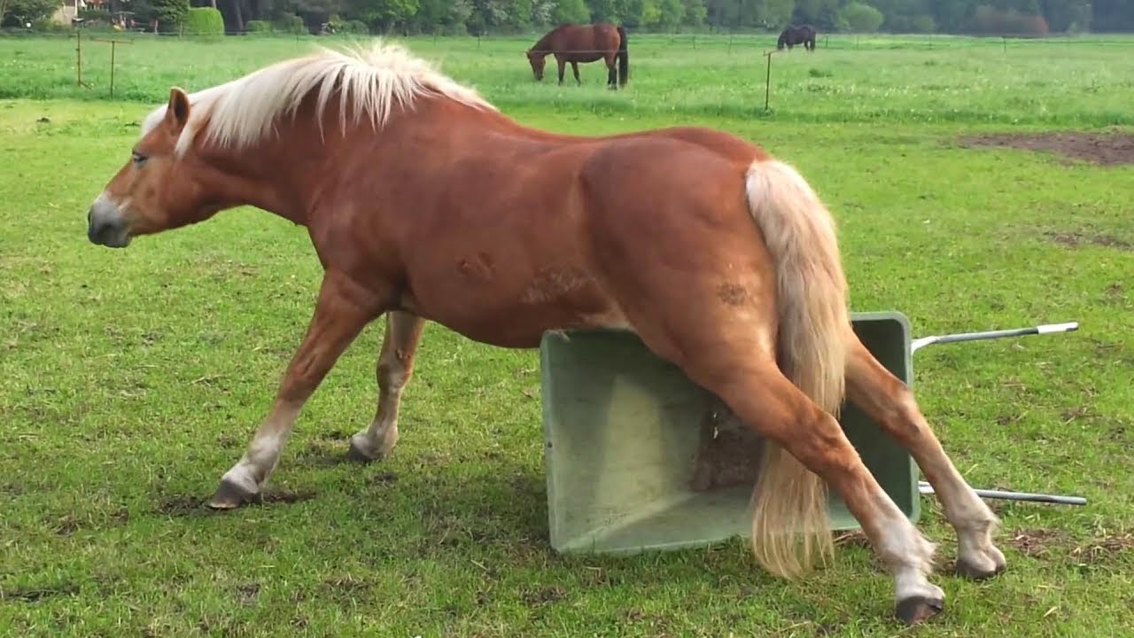 Animal That Has an Incredible Brain That SHOCKED Every Human 😮