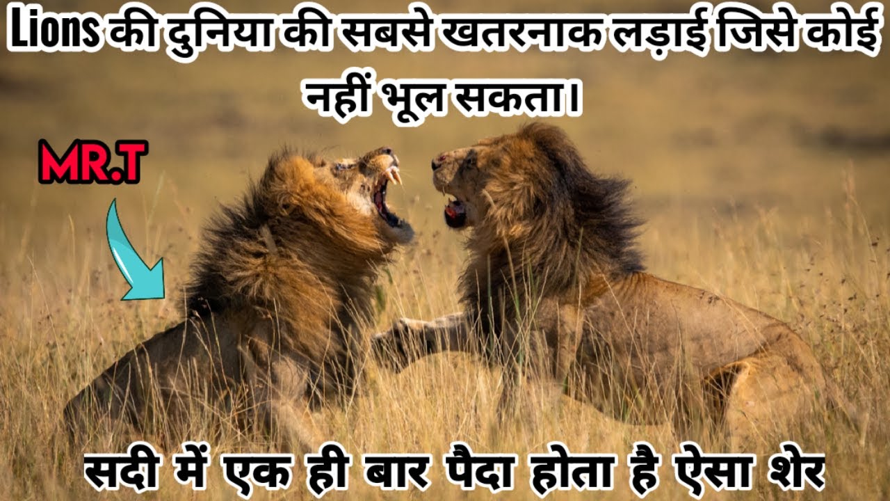 Mr.T - The Most Dangerous Lion Born in The History। Mr.T vs 4 Selatis । Facts Phylum। Mapogo Lions।