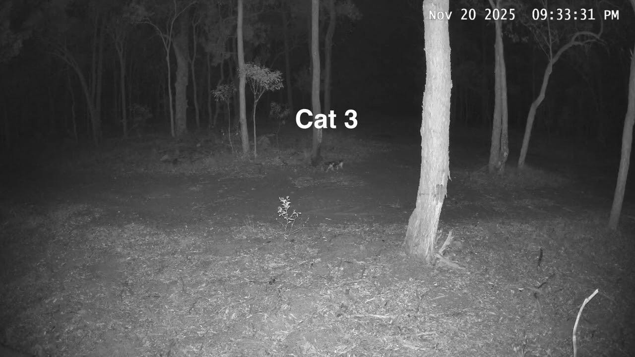 Bush Cam