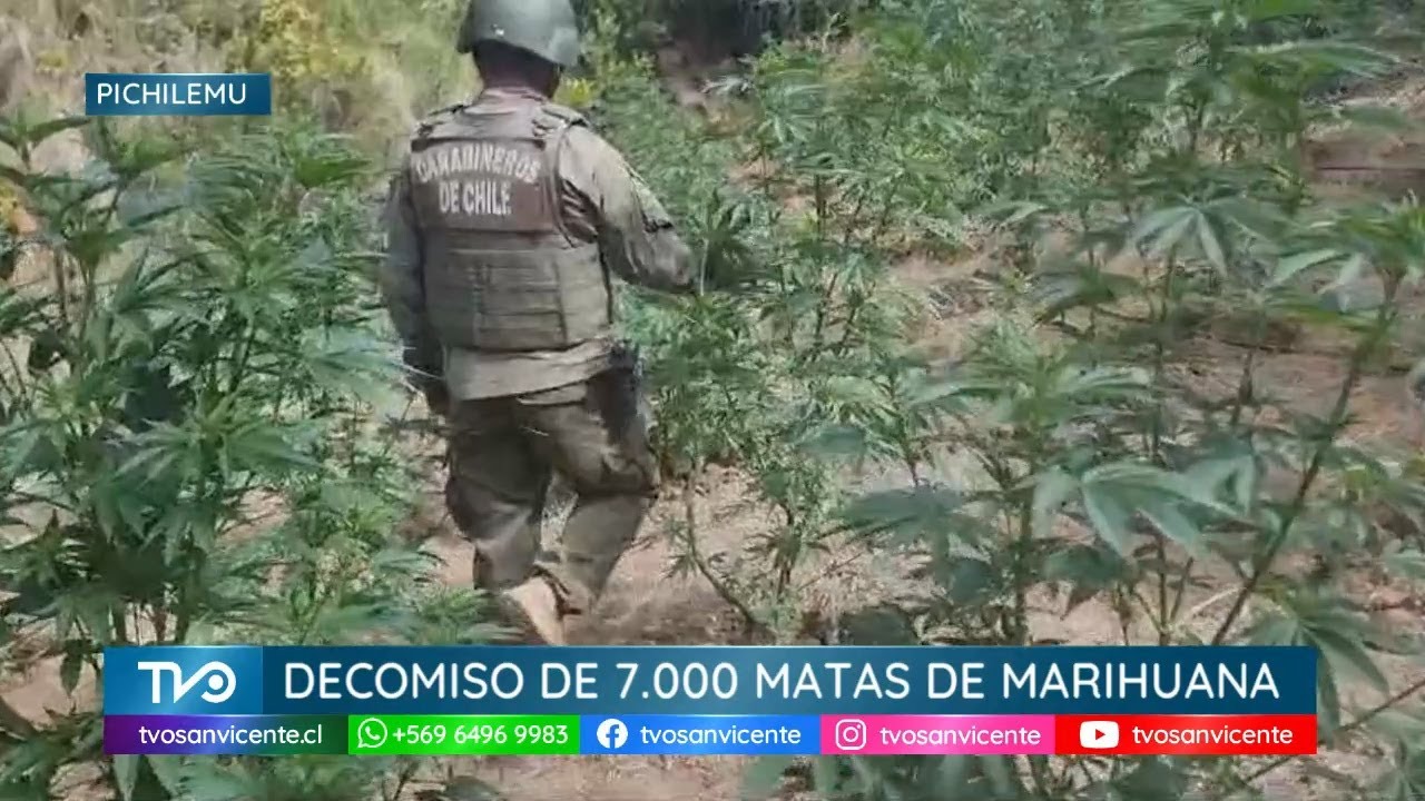 Decomisan más de 7 mil plantas de marihuana en Pichilemu