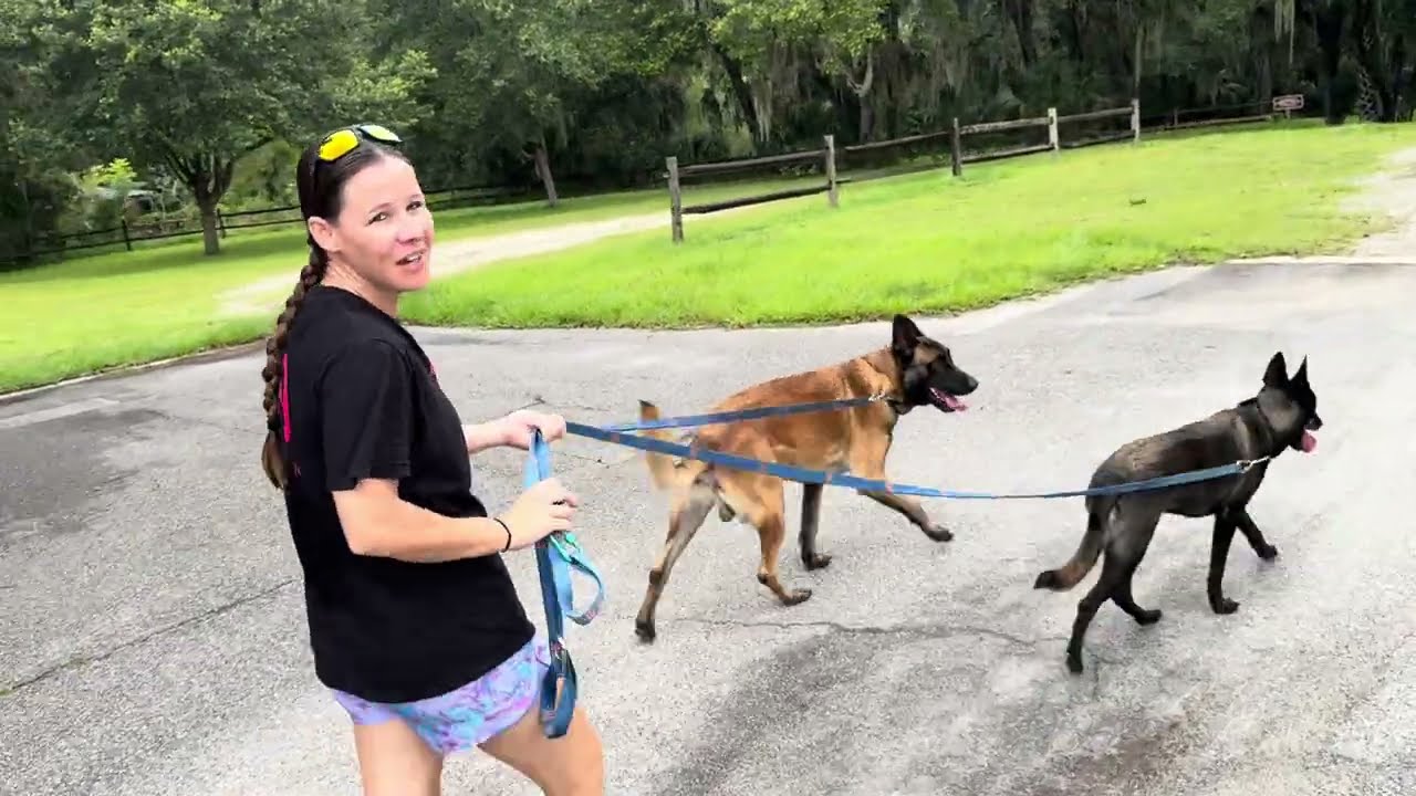 How We Handle July 4th With Two Malinois #belgianmalinois #dogmom #smartdog