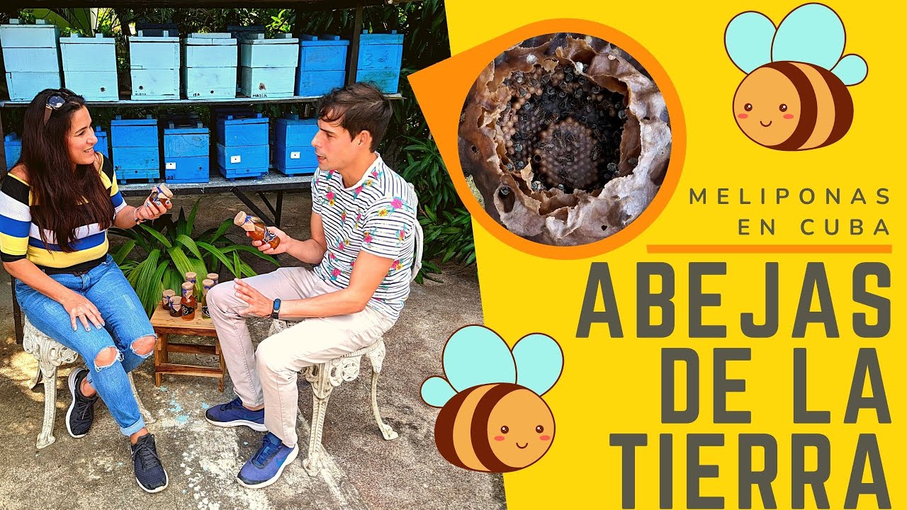 ABEJAS  DE LA  TIERRA | ABEJAS CUBANAS | MELIPONICULTURA EN LA HABANA CUBA 🐝🐝
