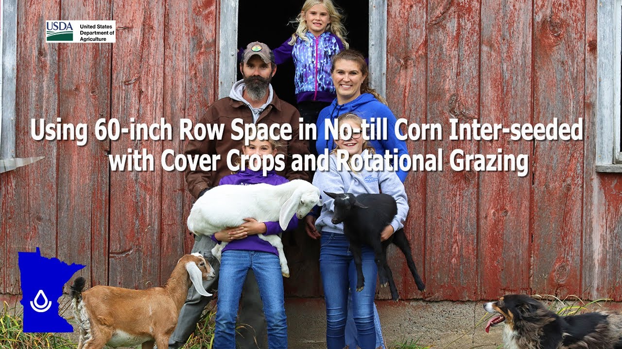 Using 60-inch Row Space in No-till Corn Inter-seeded with Cover Crops and Rotational Grazing