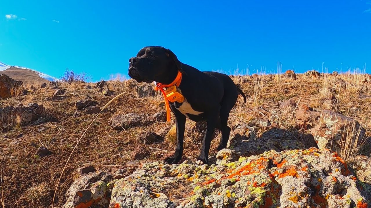 Keklik Avı🔥İngiliz Pointer Av Köpeği Keklik Ferması🔥English Pointer Hunting Dogs Partridge Hunting