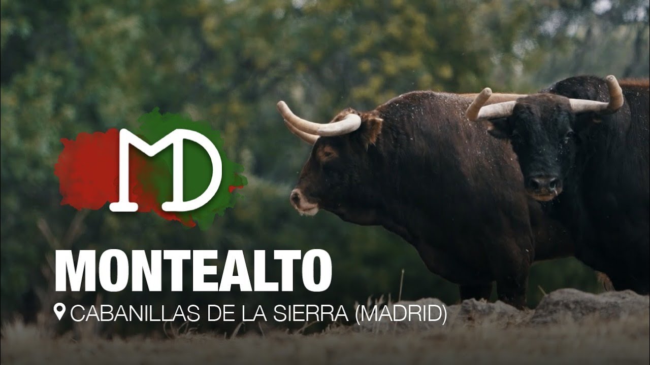 &iexcl;Los TOROS de MONTEALTO regresan a la Copa Chenel!