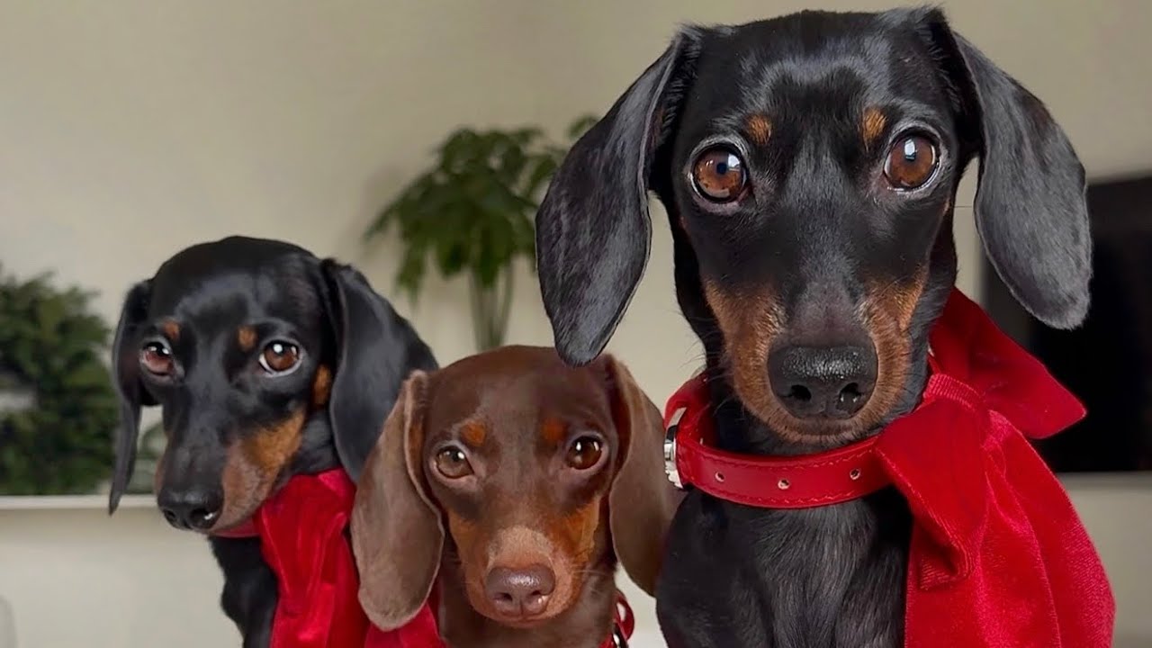 The second day of Christmas. With 3 Dachshunds and Bengal Cat.