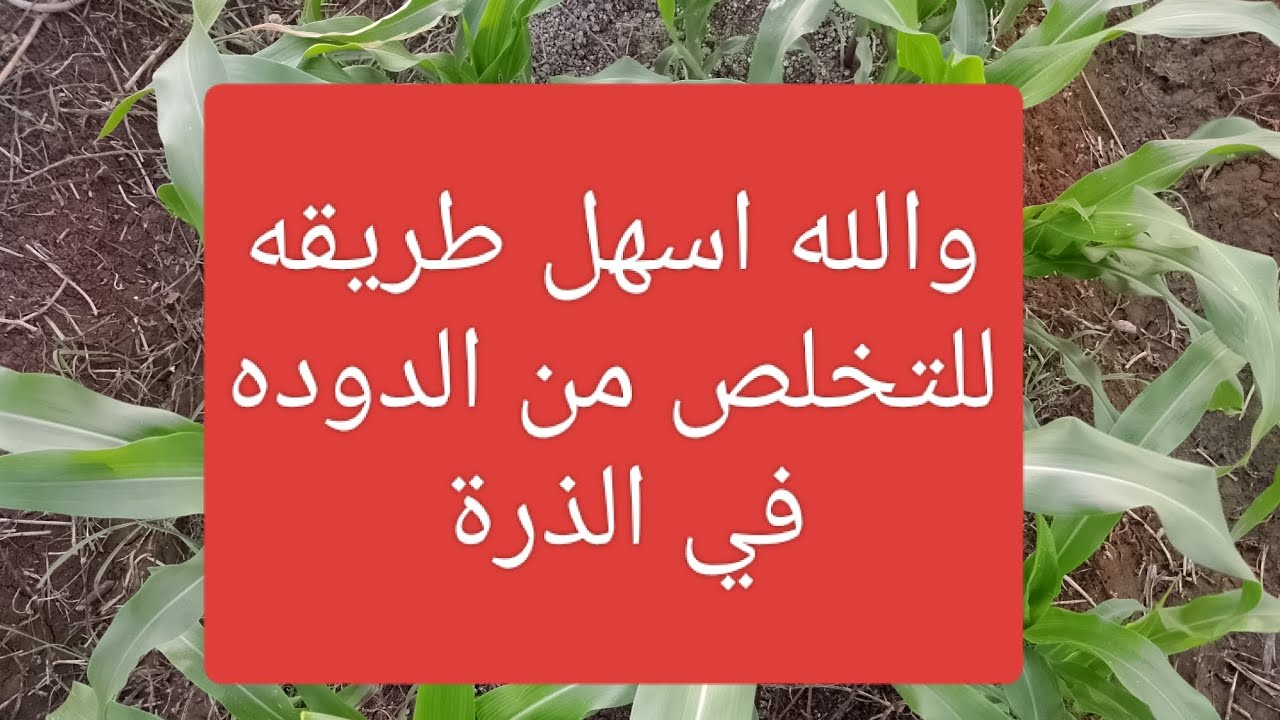افضل طريقه للتخلص من دودة الحشدفى الذرة