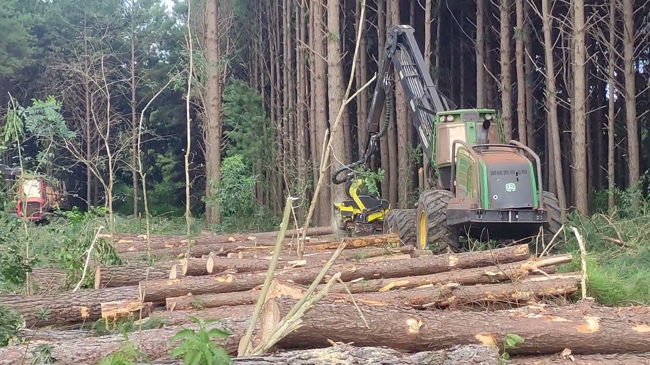 Tala rasa #harvester #jondeere con goma 6x6  #waratah #forest #video #viral #viralvideo #viralshorts