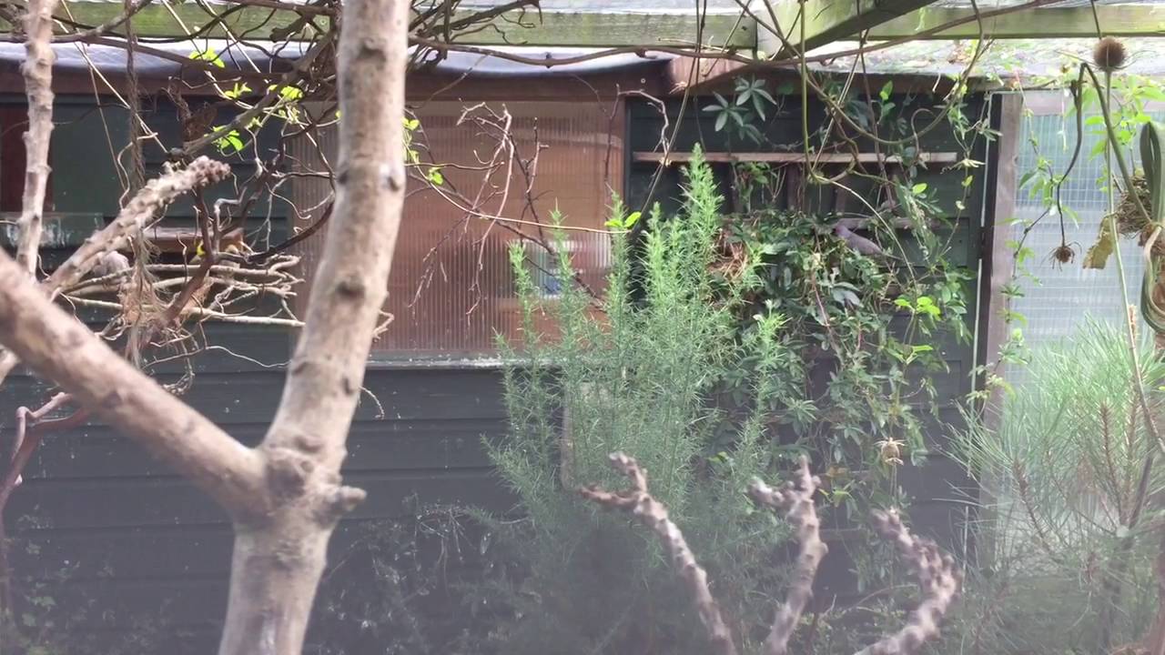 Weaver aviary Aug 2016