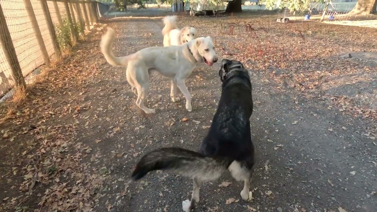 Команда @Landracefarmlgdrescue