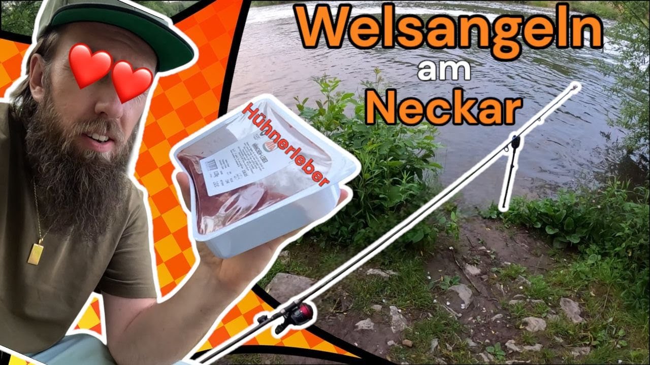 Welsangeln 2025 - Hühnerleber am Neckar bringt Action!