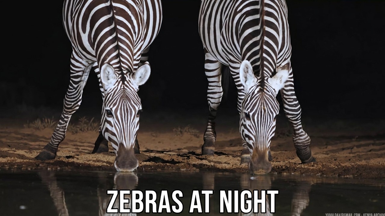 Zebras drinking at night / KENYA 8K