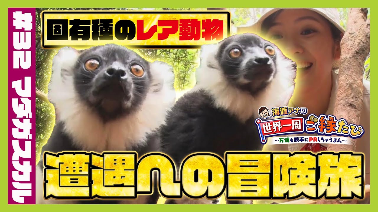 【マダガスカル】『シファカ』の横っ飛びが見たい！海渡未来アナが珍獣の宝庫で