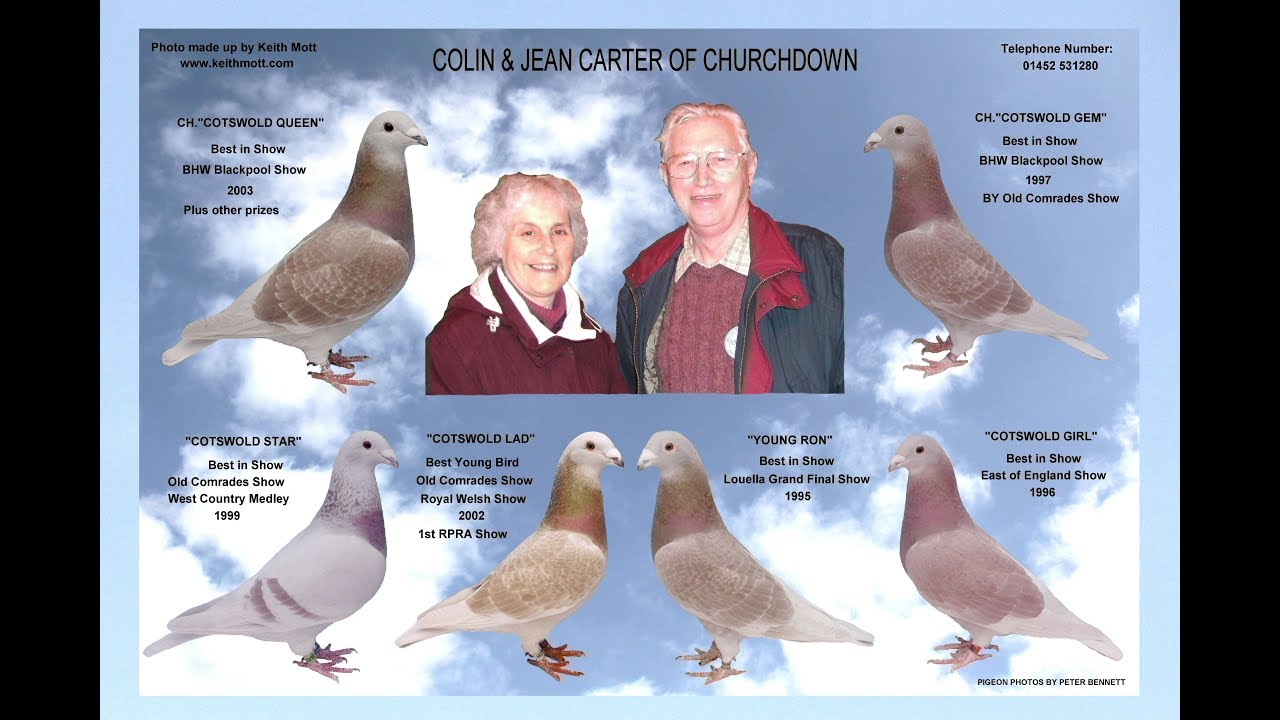 Video 362: Colin & Jean Carter of Churchdown: Show Pigeons