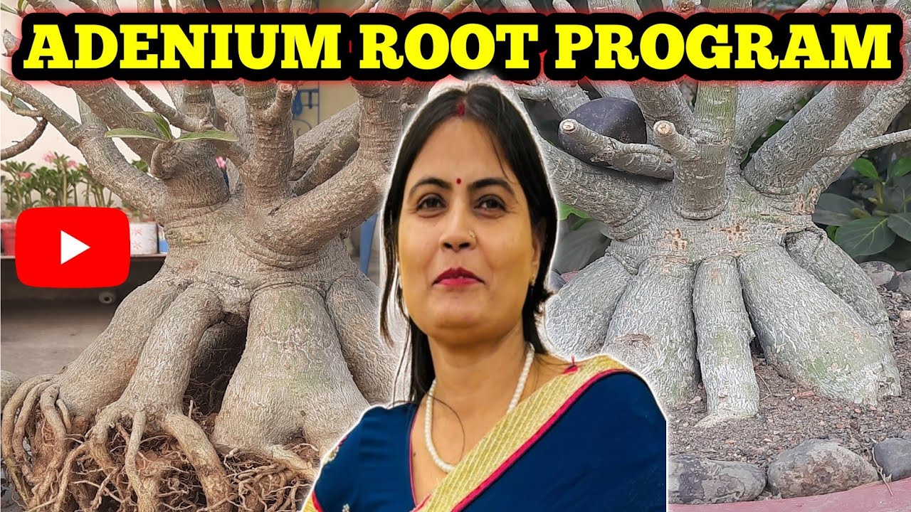 🔴 February mein ADENIUM ka Root trend || ADENIUM Root Program kaise karen || Adenium 👌Best Reporting