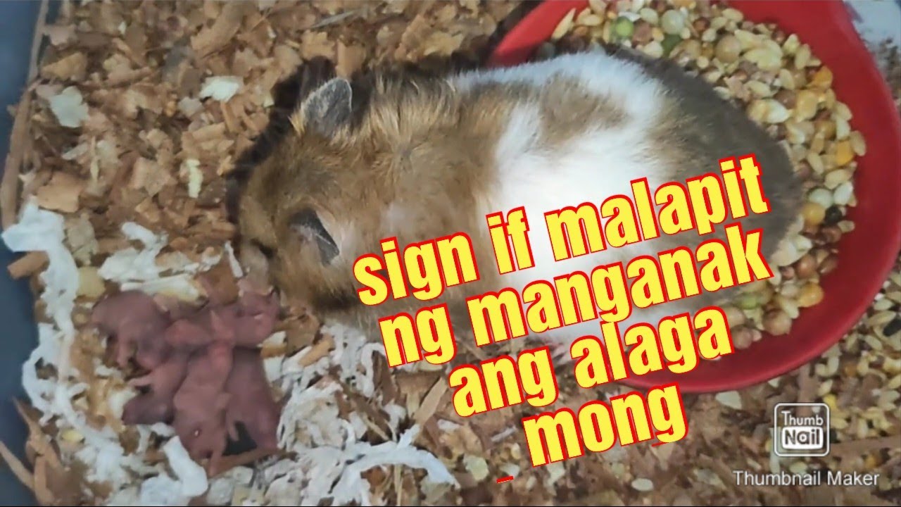 PAANO MALALAMAN KUNG MALAPIT NG MANGANAK ANG HAMSTER