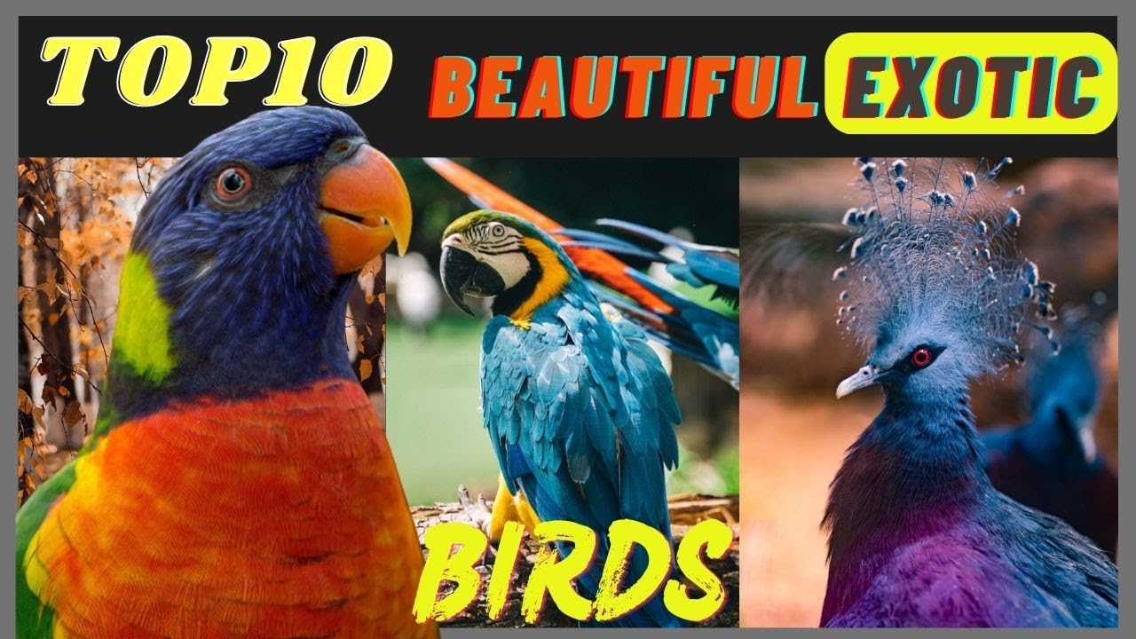 Top 10 Beautiful Exotic Birds You Won't Believe Actually Exist ! 10 Exotic Birds