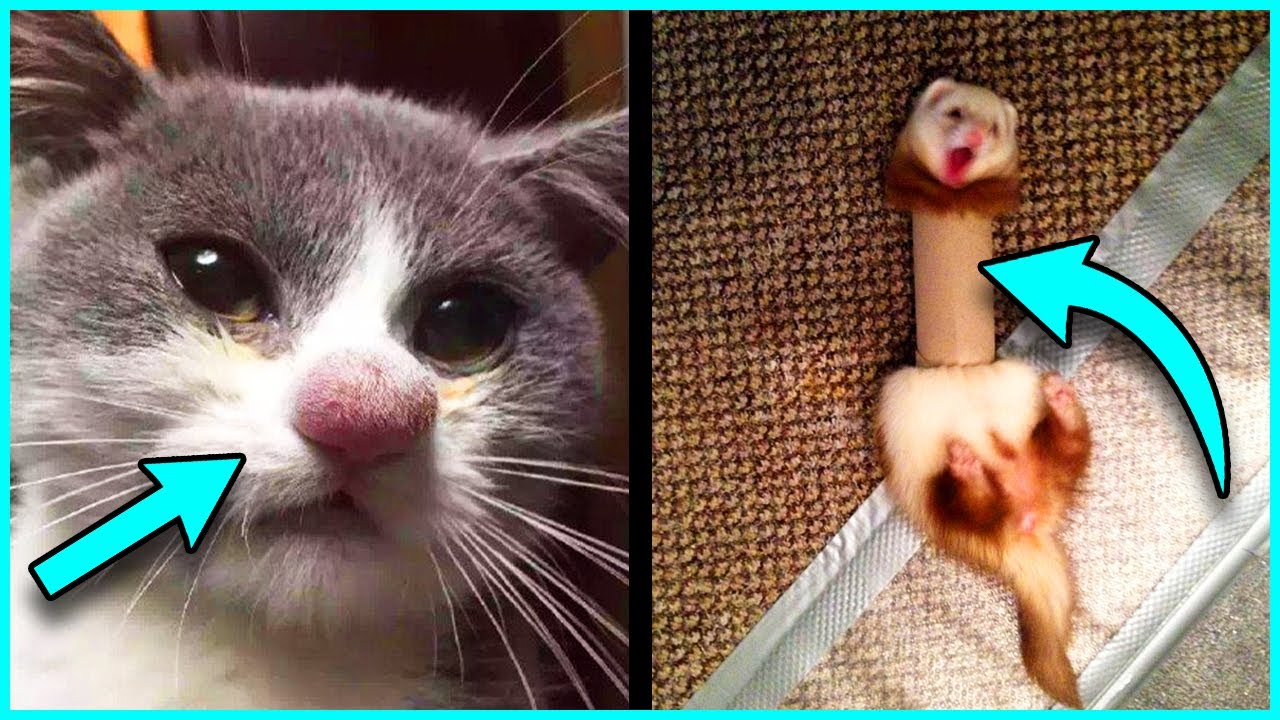15 INCREDIBLE MOMENTS OF CURIOUS ANIMALS