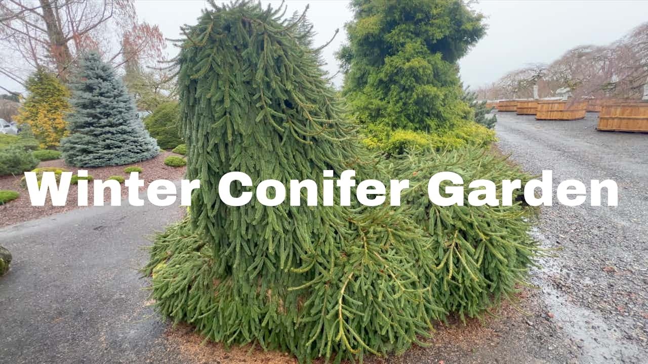 Late Winter Garden Tour 2026 | Jean Iseli Memorial Garden #conifers #japanesemaple #gardentour