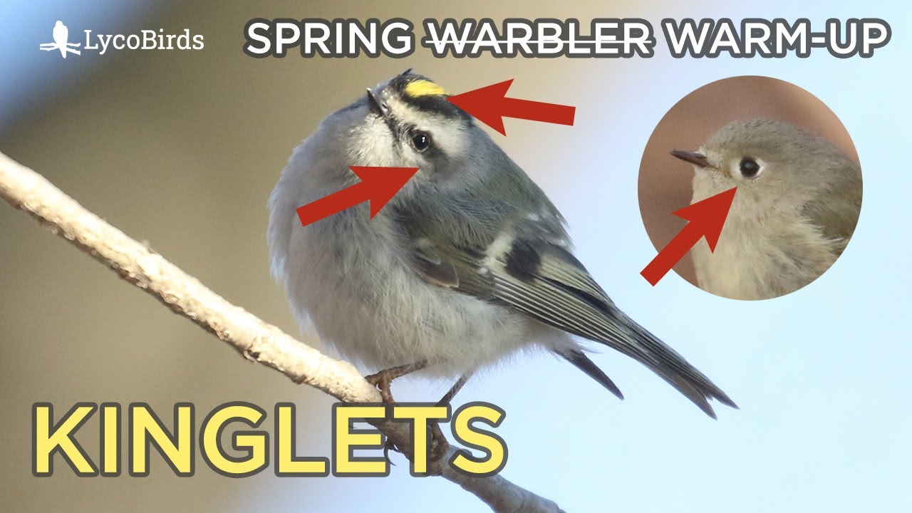 Ruby-crowned & Golden-crowned Kinglet Identification | Spring 