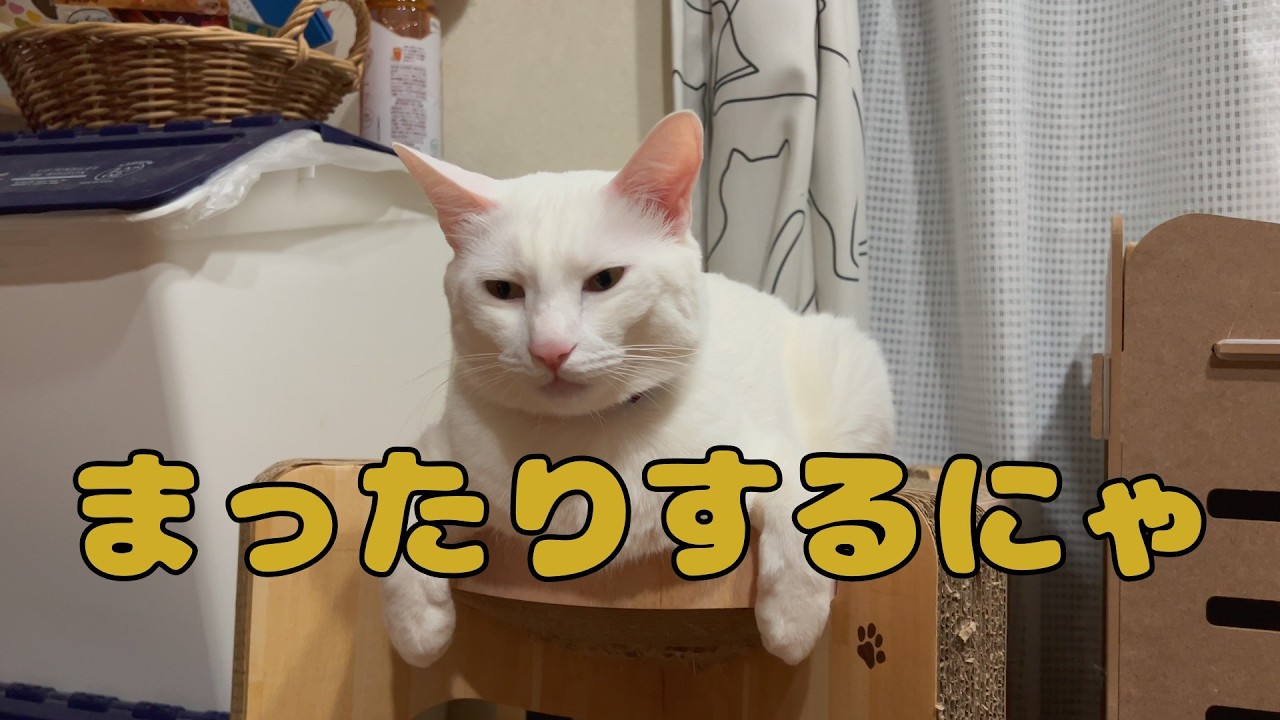 【保護猫】🐈まったりは癒しですにゃ🐈の巻【にゃんこ日和】【rescued cat】