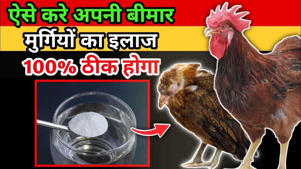 मुर्गियों में सभी प्रकार बीमारियों का रामबाण इलाज👌| Bimar Murgi ka Ilaaj | Desi Murgi Palan