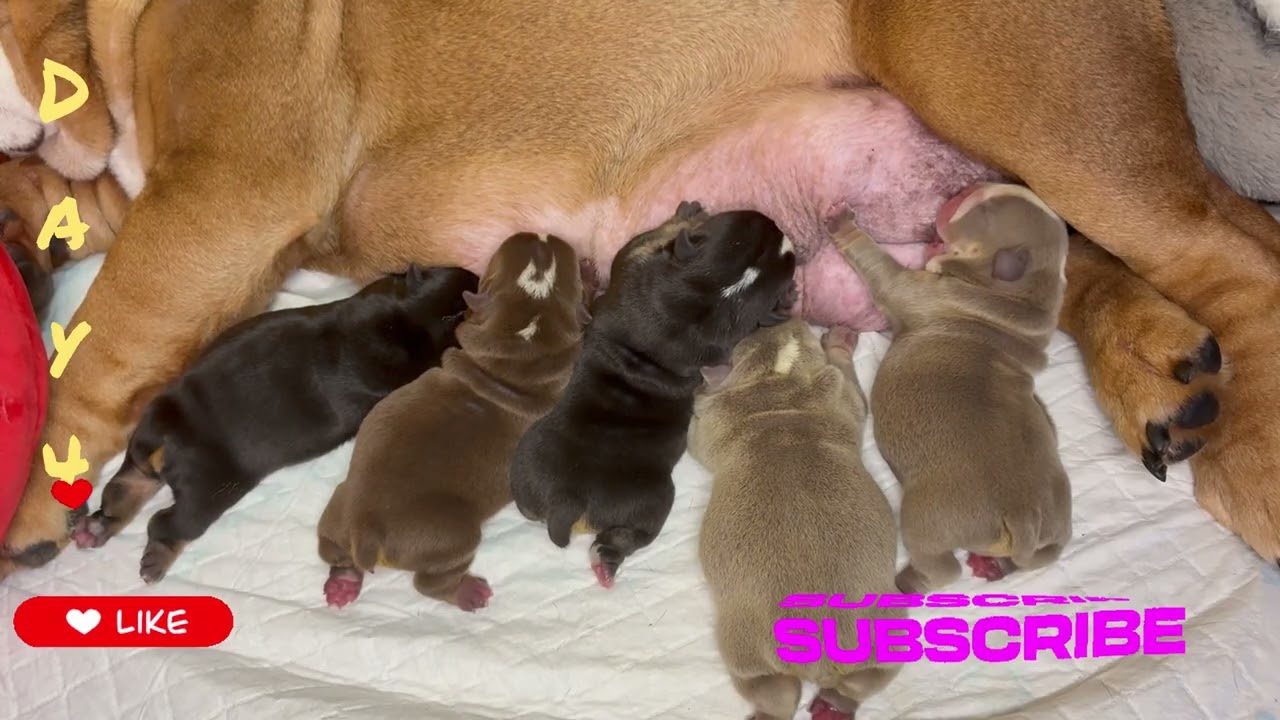 English bulldog puppies milk time😍 #bulldog #cutepuppy #happysunday #chilltime #pets #baby 