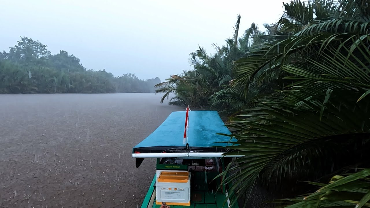 Mendadak hujan sangat deras saat memanen udang di sungai.