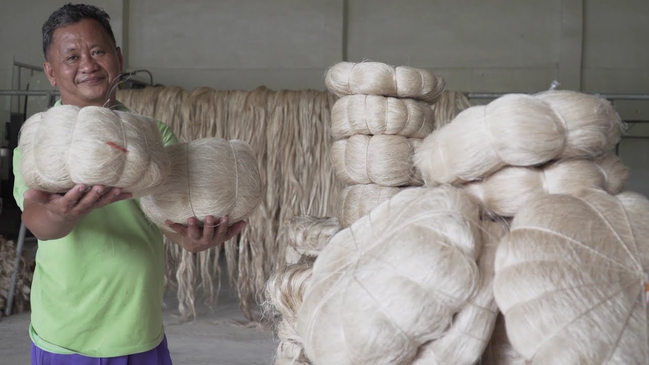 Abaca Farmers in Sarangani Reap Benefits from PRDP