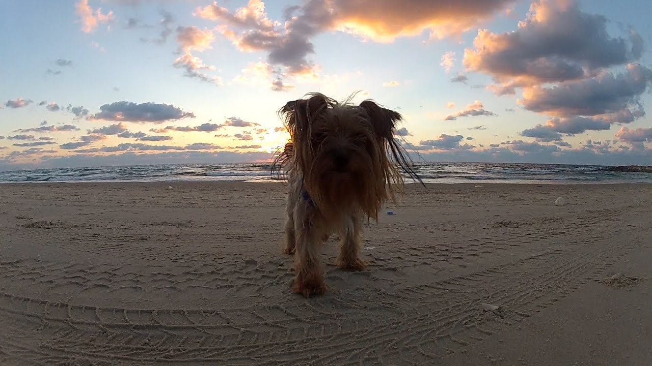 R.I.P. Chico -  A Tribute to My Dog and Best Friend