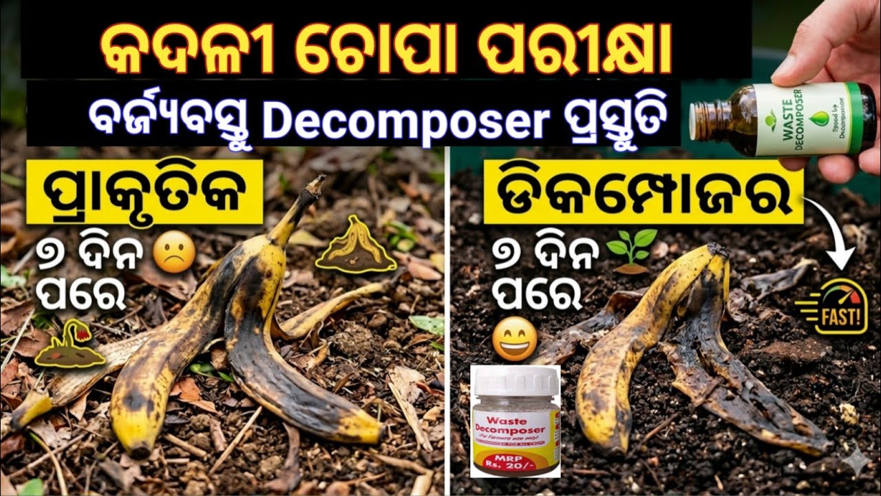 କଦଳୀ ଛୋପl+ୱେଷ୍ଟ ଡିକମ୍ପୋଜର 7 ଦିନ ପରେ ଚମତ୍କାର ଫଳାଫଳ 🍌,କଦଳୀ ଛୋପରୁ ତିଆରି ତରଳ ସାର | ୱେଷ୍ଟ ଡିକମ୍ପୋଜର ସହିତ.