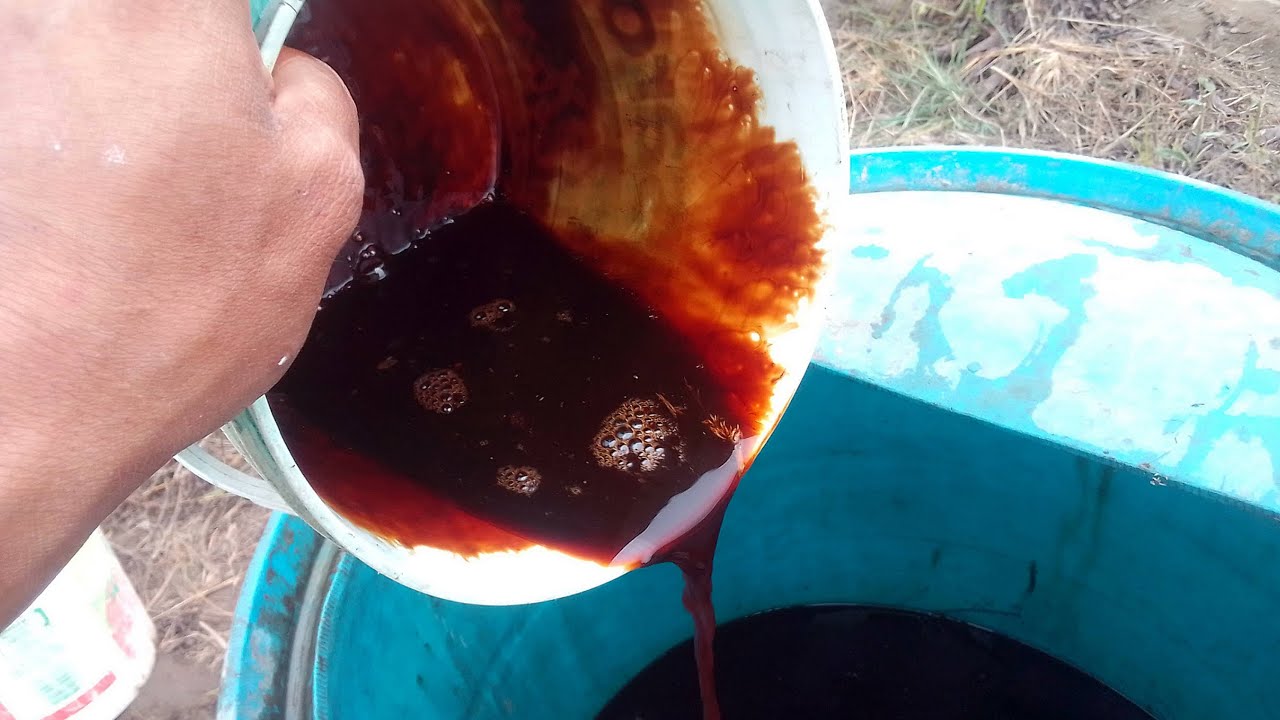 así uso la melaza en mis plantas / ventajas de la melaza caña.