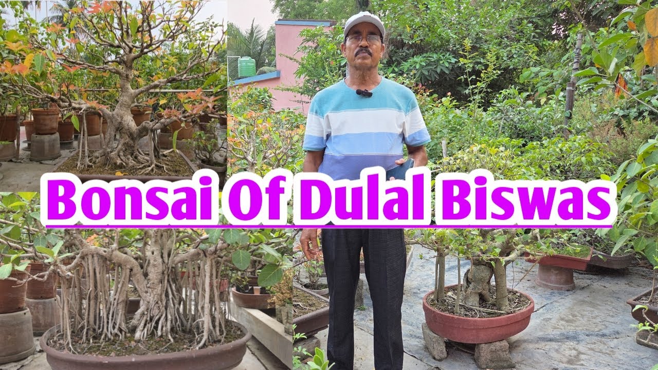Bonsai Of Dulal Biswas||Bodhi Sanjiban||