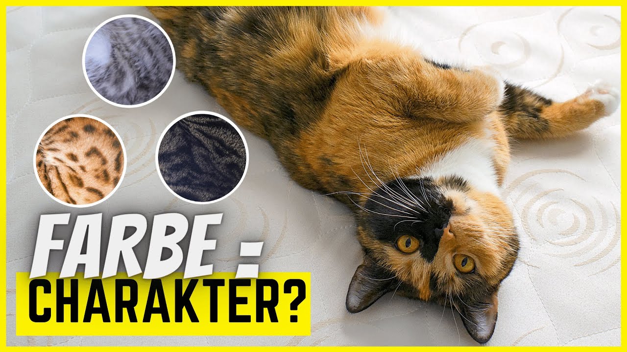 Das verrät die Fellfarbe über die Persönlichkeit deiner Katze!
